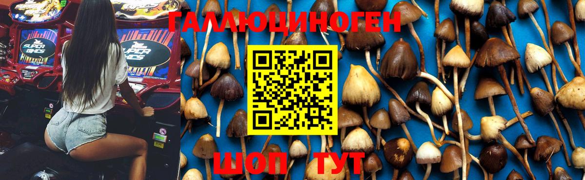 Кувандык  Галлюциногенные грибы Cubensis  цена   Вход с VPN 
